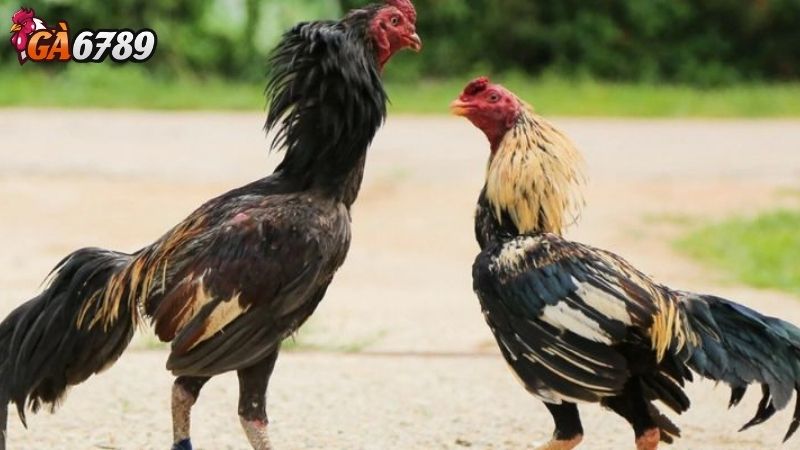 Xem đá gà Ga6789 - Kênh xem đá gà số 1 không giật lag