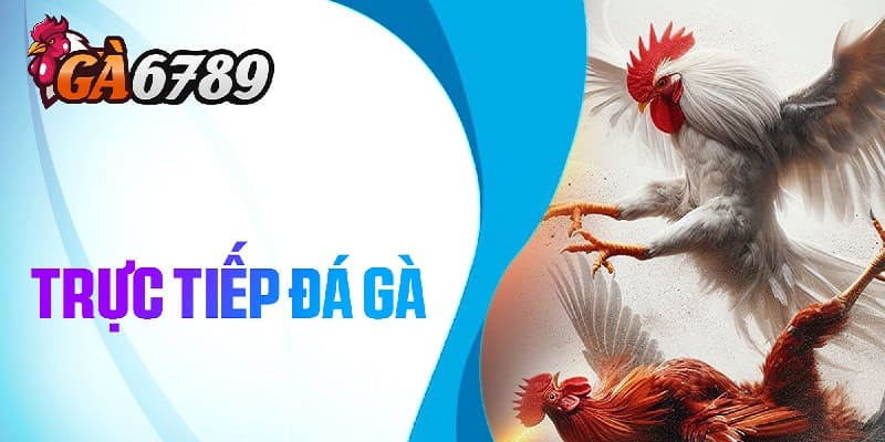 Nền tảng tham gia cá cược đá gà được đánh giá cao